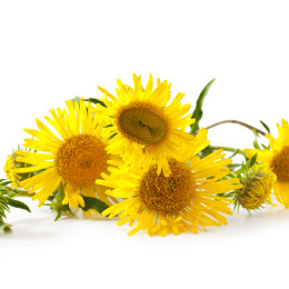 shutterstock_258198272__OMAN_PRAVY